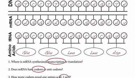 Minipcr Bio Worksheet Answers