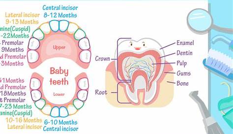Teeth Eruption Chart: What To Expect (For Parents)