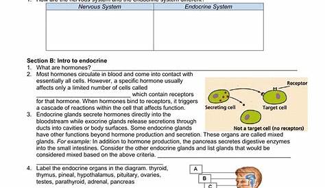 endocrine system diagram worksheet