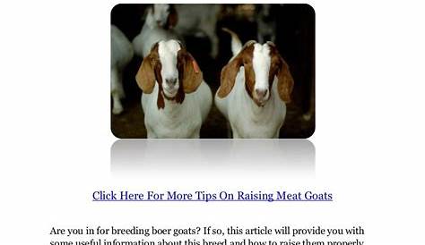 Breeding Boer Goats – Essential Tips To Help You Raise Boer Goats Pro…