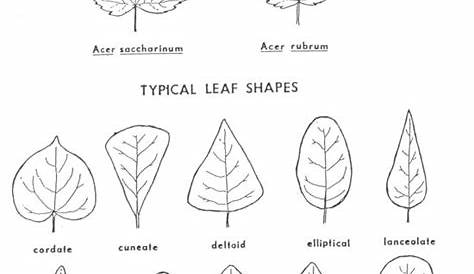 17 Best images about Wood Identification on Pinterest | Trees, Leaves