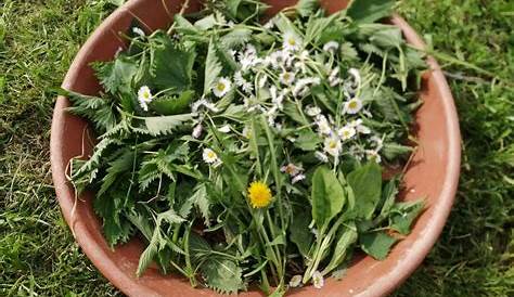 Edible Plants From Nature - Recipe - Instructables