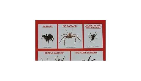 Missouri spiders - Google Search | Spider identification chart, Spider