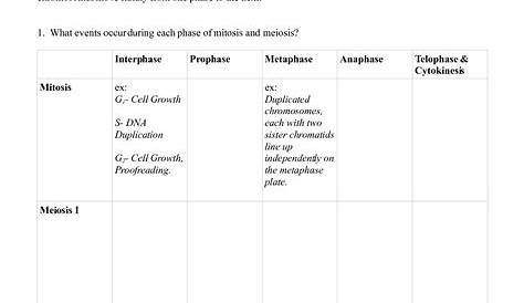 meiosis vs mitosis worksheet