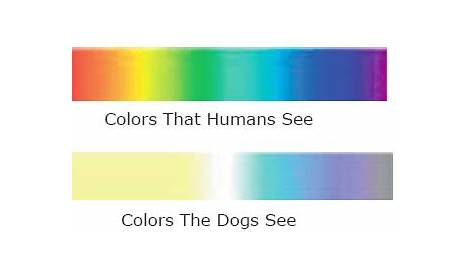 How dogs see the world - WisePawz