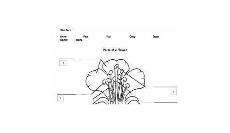flower anatomy activity answer key