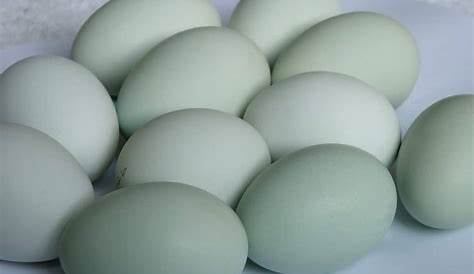easter egger chickens egg size