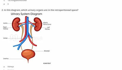 Quiz & Worksheet - Organs of the Urinary System | Study.com
