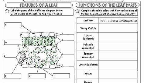 Science Worksheets Gcse Biology - Jerry Tompkin's English Worksheets