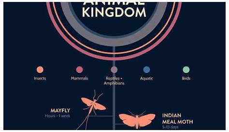 Animal lifespan chart | Animal science, Animal kingdom, Infographic