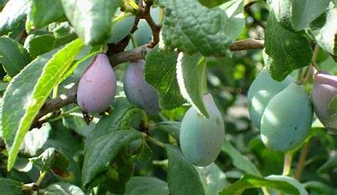10 Self Pollinating Fruit Trees - Home n Gardening Tips