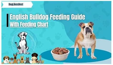 English Bulldog Feeding Chart – How Much to Feed? | DogLikesBest