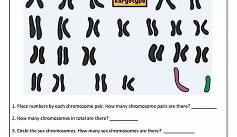 Amoeba Sisters Mitosis Worksheet Answers - worksheet