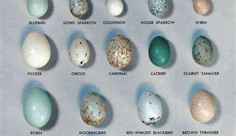 Bird Egg Identification Chart | My XXX Hot Girl