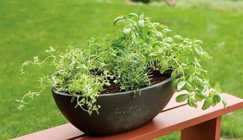 herbs to plant together