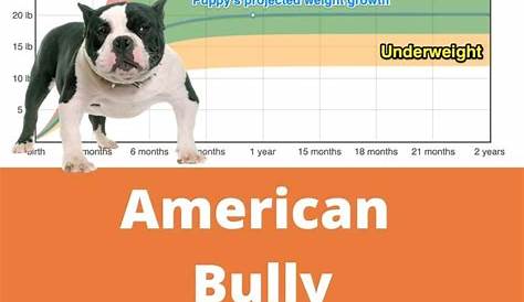 xl bully puppy weight chart
