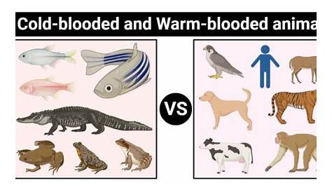 warm-blooded animals chart