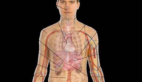 Acquire Anatomy Of Human Body Organs Free Photos - Www