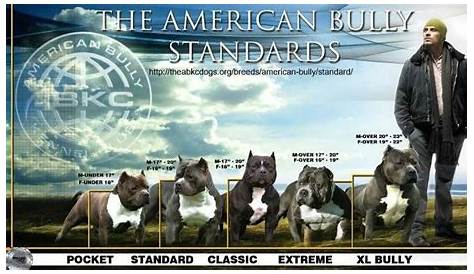 Sizes of the American Bully | American bully, Bully dog, Bullying