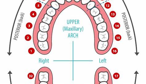 Dental Care Associates of Waycross | Tooth Chart