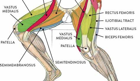 Tendon Diagram Leg : Anatomy Of Leg Muscles And Tendons Anatomy Diagram