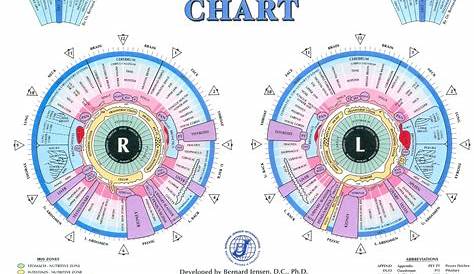 iridology chart right eye