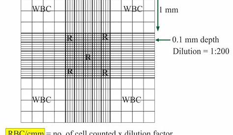 manual cell count formula