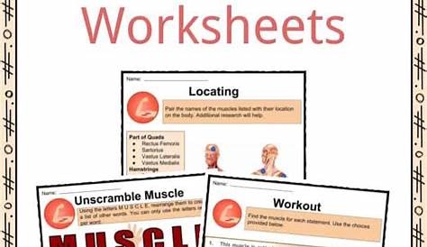 Muscular System Facts & Worksheets for Kids | Types, Function, Health