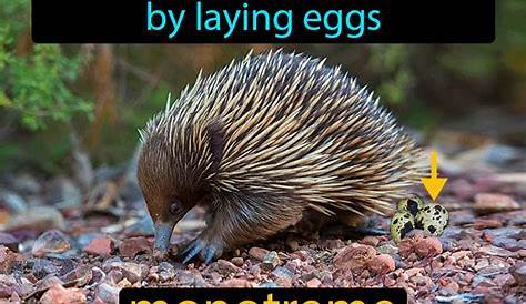 All Mammals That Lay Eggs - Pets Lovers