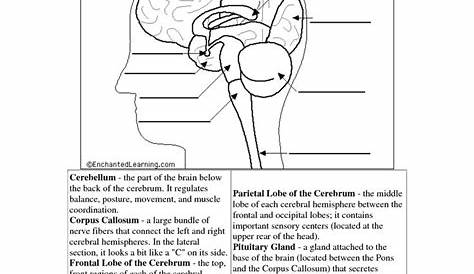 the human brain worksheets for kids | Science - human systems 5 - brain