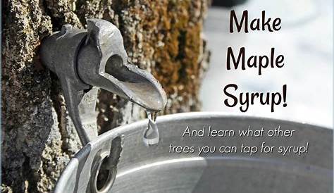 How to Make Maple Syrup and What Other Trees You Can Tap for Syrup!