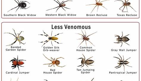 identification washington spiders chart