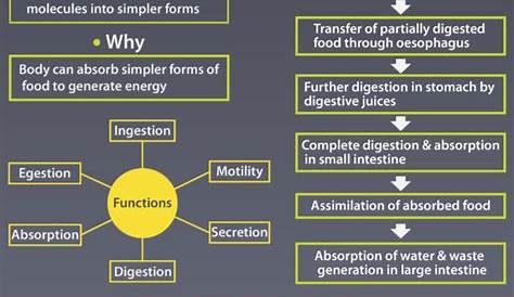 Human Digestive System Parts, Functions and Organs