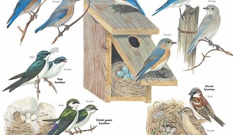 FREE Nesting Birds Poster | Bird, Free and Bird houses