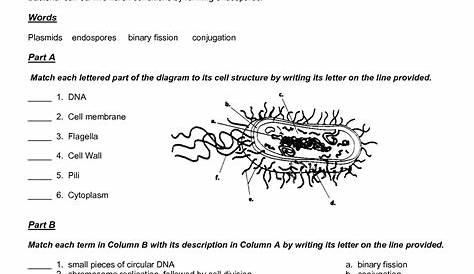 14 Viruses And Bacteria Worksheets / worksheeto.com