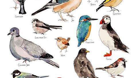 8 Pics Garden Birds Uk Poster And Review - Alqu Blog