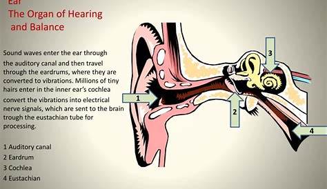the ear hearing and balance worksheet