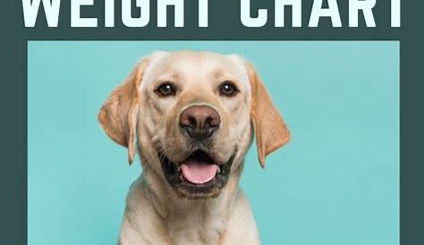 Labrador weight charts | Labrador weight, Labrador, Labrador training