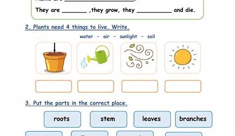 Kinds Of Plants Worksheets For Kindergarten, Plant Quiz Tuin En Dier