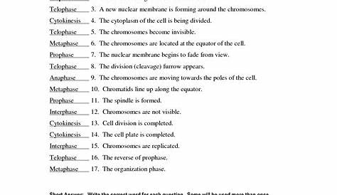 mitosis worksheet matching answer key