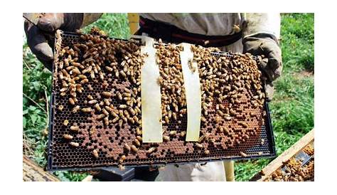 most effective varroa mite treatment