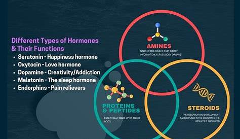 hormones and their functions chart pdf
