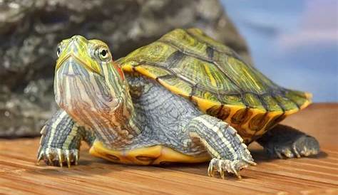 Red-Eared Sliders - The Basics - Winnebago County Animal Services