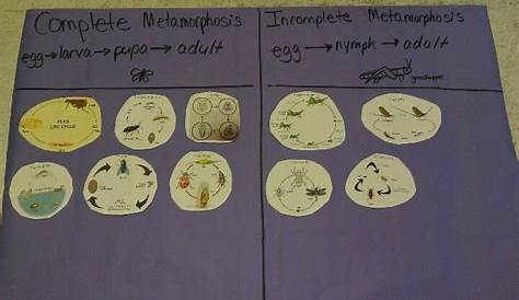 metamorphosis worksheet 4th grade