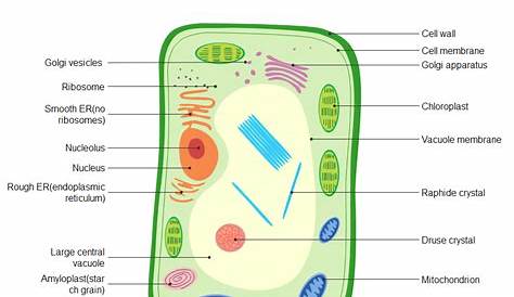 Plant Cell Vs Animal Cell Venn Diagram - General Wiring Diagram