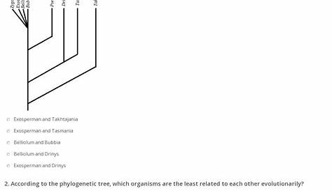 phylogenetic tree worksheets