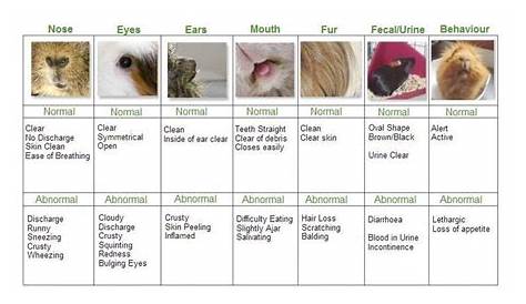 guinea pig breeds chart