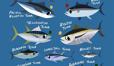 different grades of tuna