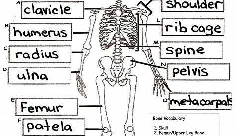 Anatomy And Physiology Coloring Workbook Pdf Answers - pdfjuli