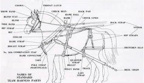 Horse harness, Draft horses, Percheron horses